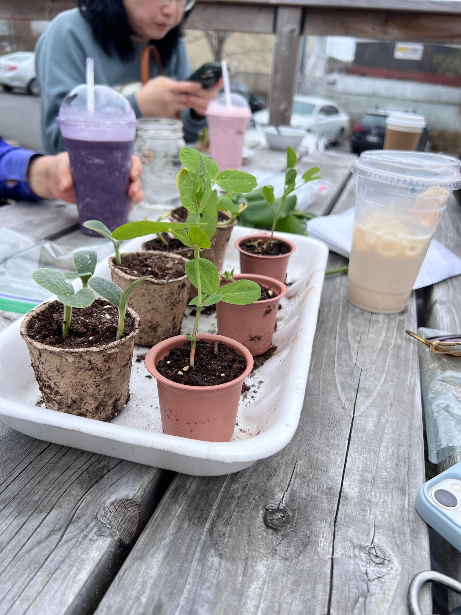 Chinese Women+ Network plants sharing