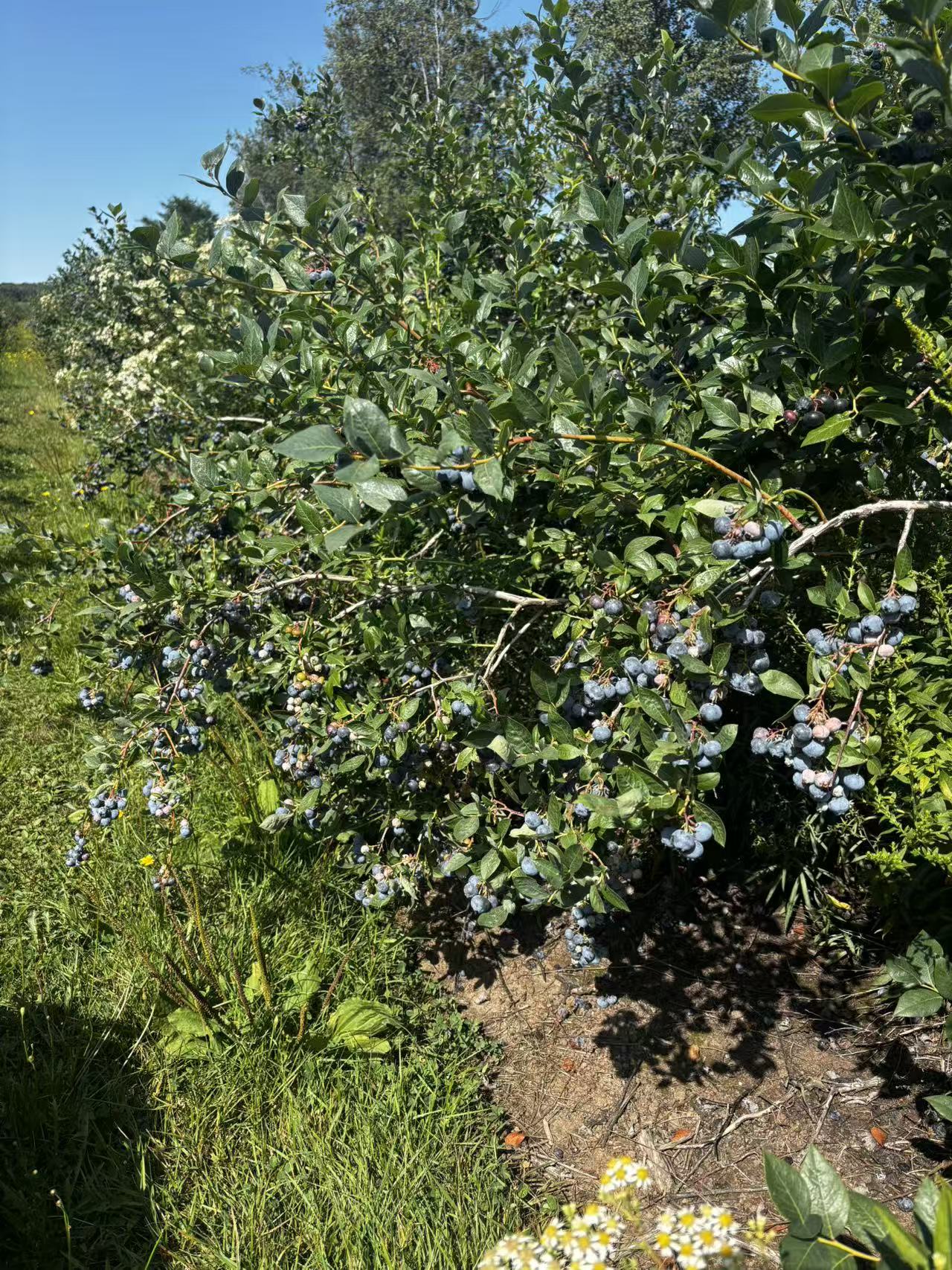 Rows of blueberry bushes heavy with ripe berries under a sunny sky at the farm