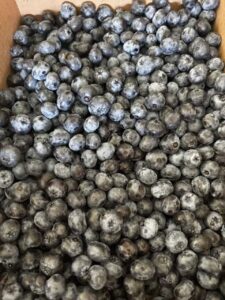 A cardboard box filled with freshly picked blueberries at the Farm