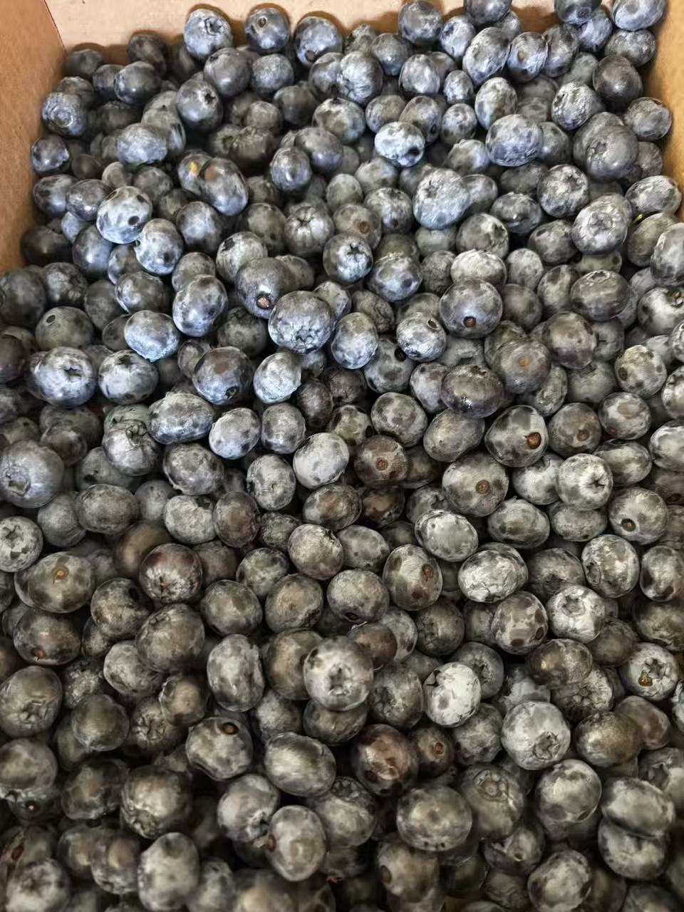 A cardboard box filled with freshly picked blueberries at the Farm